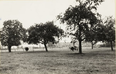 5359 Koeien in een weiland met enkele bomen, gelegen tussen de Bilderdijkstraat en de Bezelhorstweg. Op de achtergrond ...