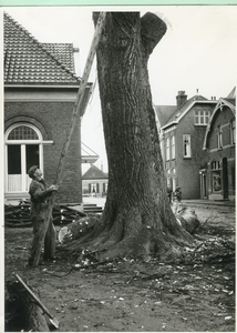 1095-17-0197 Deze boom moest wijken voor de uitbreiding van het gemeentehuis