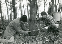 1095-33-592 Snoeiwerkzaamheden. Op de achtergrond: wethouder Arie Nijman