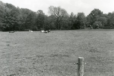 1095-40-0668 De koeweide achter boerderij Kostverloren