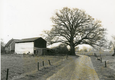 1095-40-0962 Boerderij De Bolman, met daarnaast de zgn. Napoleonsboom. Vermoedelijk is deze boom rond 1750 geplant