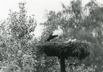 1095-40-0992 Een vol nest in het Ooievaarsbuitenstation 't Zand