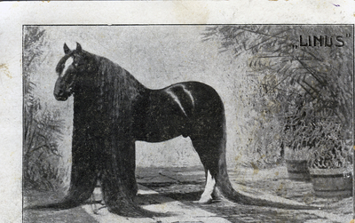 752-0052 Linus paard met zeer lange manen, 1880-1900