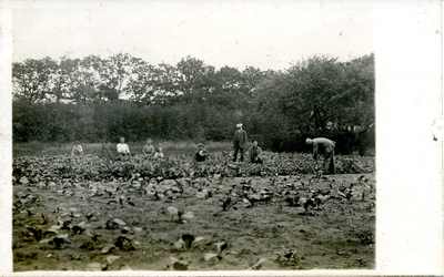 3-0041 Fotoalbum verschillende vluchtelingenkampen, 1914-1918, 1914-1915