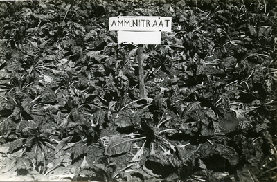 7-0045 Gewas met amm. nitraat, 1932-1935