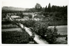 14-0050 De boomgaard en moestuin van huis Mariëndaal, 1925