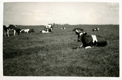 14-0128 Koeien in een weiland, 1925