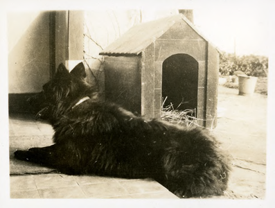 14-0130 Hond voor het hondenhok, 1925