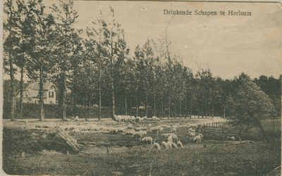 1090 Drinkende schapen te Heelsum, 1910-1913