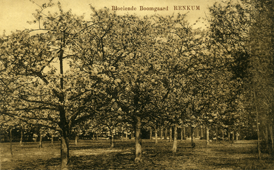 3544 Bloeiende boomgaard Renkum, 1920-1930