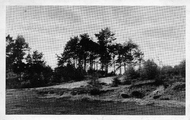 1429 Bosgezicht Zijpenberg, 1951-07-03