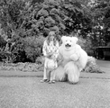 4926 Ouwehands Dierenpark, 1966