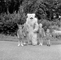 4978 Ouwehands Dierenpark, 1966