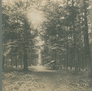 3138 Laantje door het dennenbos naar Beekhuizen, 1910 - 1930