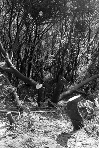 13817-0002 Heveadorp. Omgezaagde bomen, 20-10-1982