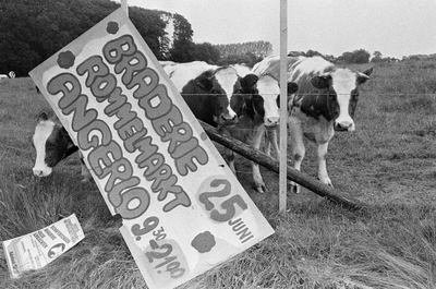 15412-0001 Koeien bij bord braderie, 13-06-1983