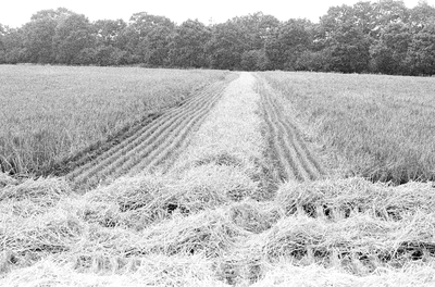 15732-0003 Boeren oogsten, 30-07-1983