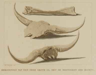 40 Hersenpan van een zeer grote os, met beenderen der hoorns, 1809