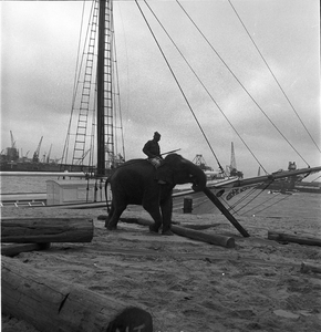 114 Olifant Rotterdamse Haven, ca. 1960
