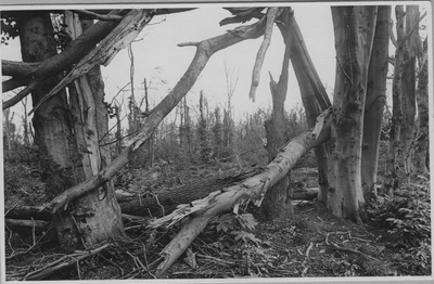 163 Bos ruïne, 1 september 1946