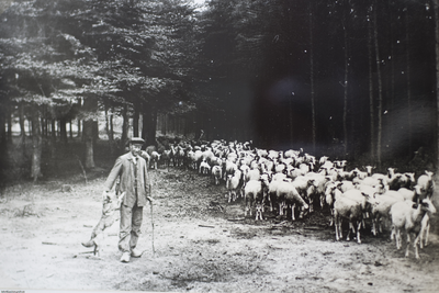 7.28 Schaapherder met kudde., 1925-1950