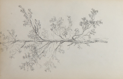 89.03-0037 Studie van een boom, 1850-1860
