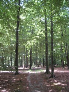 4005 beukebomen en onverharde weg op landgoed Welna, nabij Krommeweg, 09-07-2010