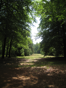 4006 doorkijk tussen bomen op landgoed Welna, nabij Krommeweg, 09-07-2010