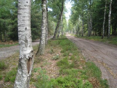 4007 onverharde wegen met daartussen en aan weerszijden berkebomen op landgoed Welna, 09-07-2010