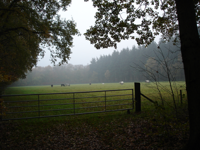 6694 beboste kampontginningen bij Hulshorst, weiland hek en koeien, 12-11-2004