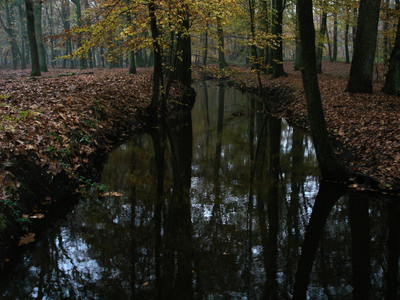 6695 Leuvenumse beek bij het Hulshorsterzand, beek tussen bomen, 12-11-2004