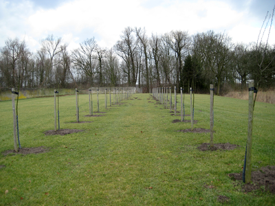 7966 jonge aangeplante bomen op landgoed Loenen, 11-02-2009