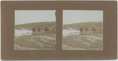 38 Stereofoto van drie mannen te paard in heuvellandschap, waarschijnlijk in de omgeving van Çorlu, 1912-1913