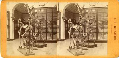 27 Broerstraat : Academiegebouw : interieur : het museum voor natuurlijke historie / Kramer, J.G., 1870