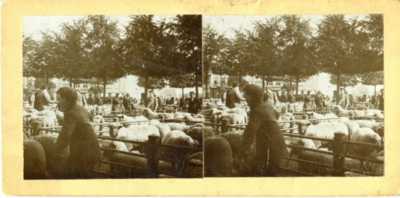 108 Veemarkt : schapenmarkt, ca 1900
