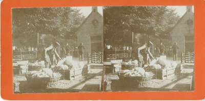 109 Veemarkt : varkens en biggen, 1902-09