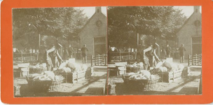 109 Veemarkt : varkens en biggen, 1902-09