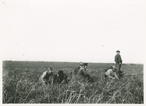 5717 Aardappelcampagne bij Muntendam / Herwig, R.H., 1920-1940