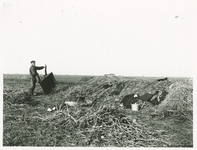 5718 Aardappelcampagne bij Muntendam / Herwig, R.H., 1920-1940