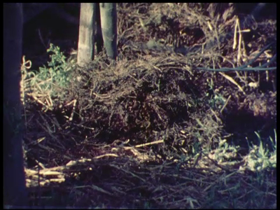 1064BB07431 Een bedrijfsfilm van kunststofproducent Wavin rond de drainagebuis, met beelden van een boomkwekerij, het ...