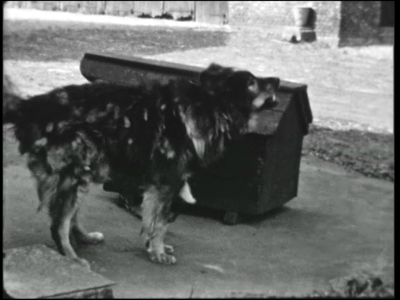 11191BB02334 Tweede deel van een reportage, gemaakt ter gelegenheid van het 50-jarig jubileum van het Groene Kruis te ...