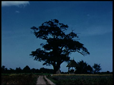 2625BB04793 Beelden van het landschap in Twente.De 'Dikke Boom' van Fleringen, een eik (Kroezeboom) van honderden jaren ...