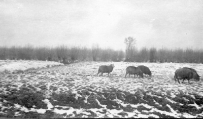 122497 Gezicht op enkele schapen in een besneeuwd weidelandschap in de omgeving van (vermoedelijk) Utrecht.