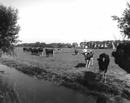 58795 Gezicht op een weiland met koeien ten noordwesten van Huppeldijk 85 te Utrecht met op de achtergrond de snelweg ...