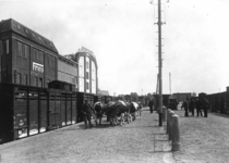 163417 Afbeelding van het vervoer van vee (koeien) op de veelading van het N.S.-station Leeuwarden te Leeuwarden.