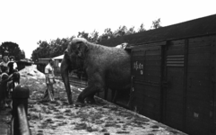 164089 Afbeelding van de aankomst van de olifanten van Circus Mikkenie per trein te Utrecht.