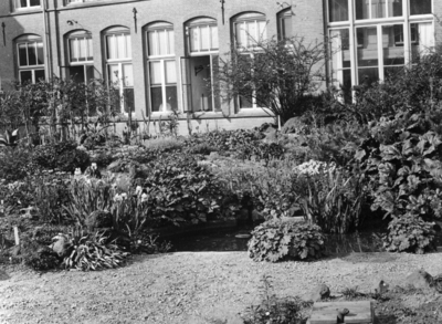 86337 Gezicht op enkele planten rond de vijver in de Hortus Botanicus (Lange Nieuwstraat) te Utrecht; op de achtergrond ...