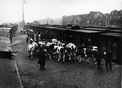 154140 Afbeelding van het vervoer van koeien per trein bij het H.S.M.-station Rotterdam D.P. te Rotterdam.