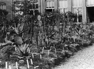 86371 Gezicht op een perkje met cactussen in de Hortus Botanicus (Lange Nieuwstraat) te Utrecht.