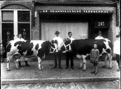 59777 Afbeelding van twee te slachten koeien voor De Transvaalsche Vleeschhal (Kanaalstraat 213) te Utrecht.